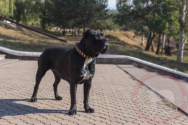 Fashion leather Cane Corso collar with plates