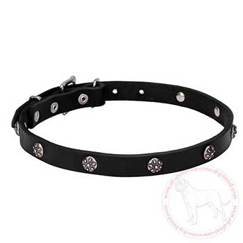 Walking leather Cane Corso collar