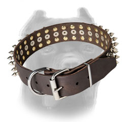 Cane Corso leather collar with nickel plated buckle and D-ring
