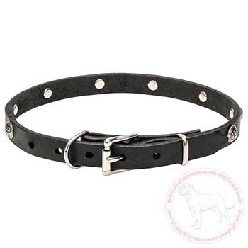 Leather Cane Corso collar with nickel plated hardware