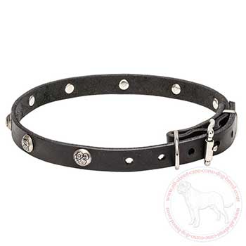 Leather Cane Corso collar with embossed nickel plated studs