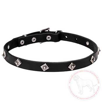 Studded leather Cane Corso collar for walking