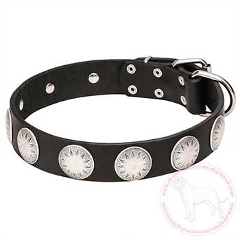Leather Cane Corso collar with chrome plated hardware