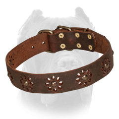 Swell Cane Corso leather collar