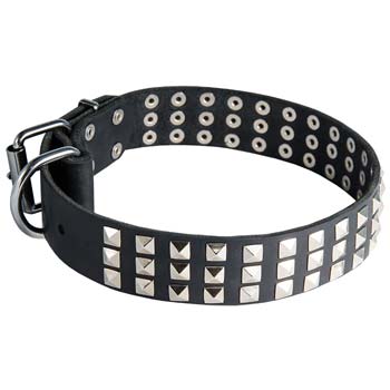 Walking leather Cane Corso collar with nickel plated hardware