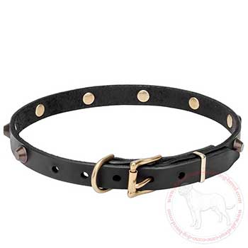 Narrow leather Cane Corso collar with brass buckle