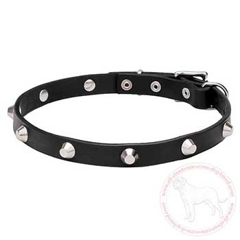 Exclusive leather Cane Corso collar with chrome plated studs