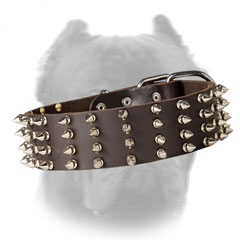 Gorgeous Cane Corso collar with four rows of spikes