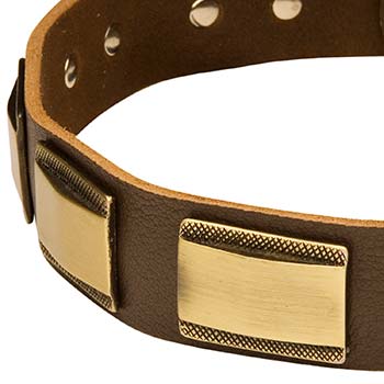 Cane Corso Collar Leather with Gold-like Decoration