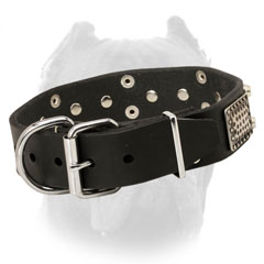 Quality Cane Corso collar with nickel buckle and  D-ring