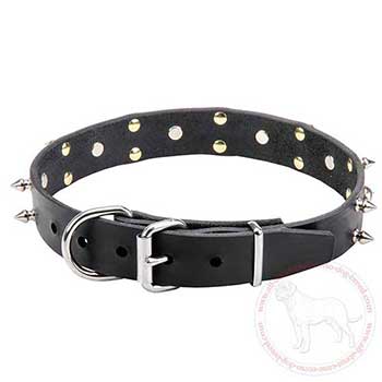 Leather Cane Corso collar with nickel plated buckle and D-ring