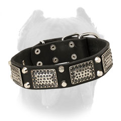 Leather Cane Corso collar adorned with pyramids and  plates