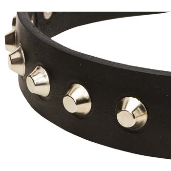 Trendy Cane Corso collar with  riveted nickel pyramids