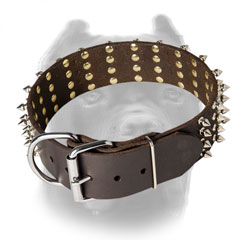 Leather Cane Corso collar with rust resistant fittings