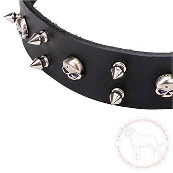Close-up of leather Cane Corso collar with spikes and skulls