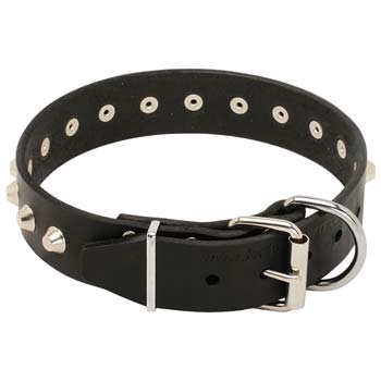 Durable Cane Corso collar with sturdy nickel hardware