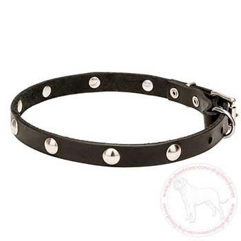 Fashion narrow Cane Corso collar