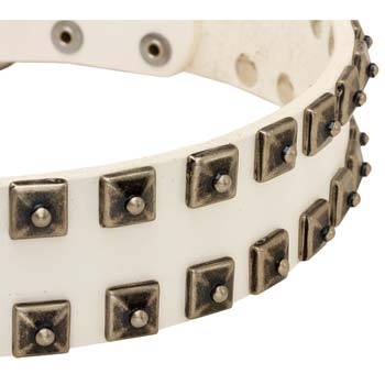 White Cane Corso collar whiteleather with nickel studs