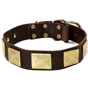 Cane Corso wide decorated leather collar