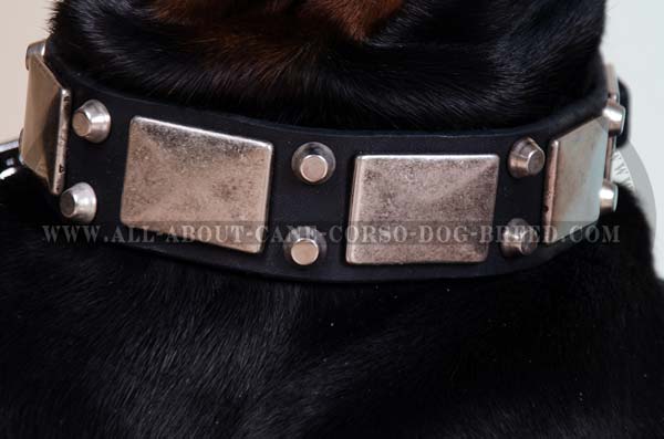 Cane Corso designer dog collar looks gorgeous