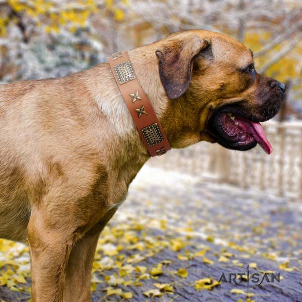 Cane Corso studded collar made of reliable full grain natural leather