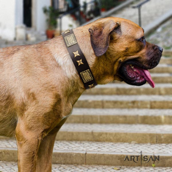 Cane Corso studded collar made of high quality full grain leather