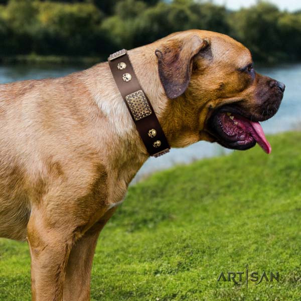 Cane Corso studded collar made of gentle to touch leather