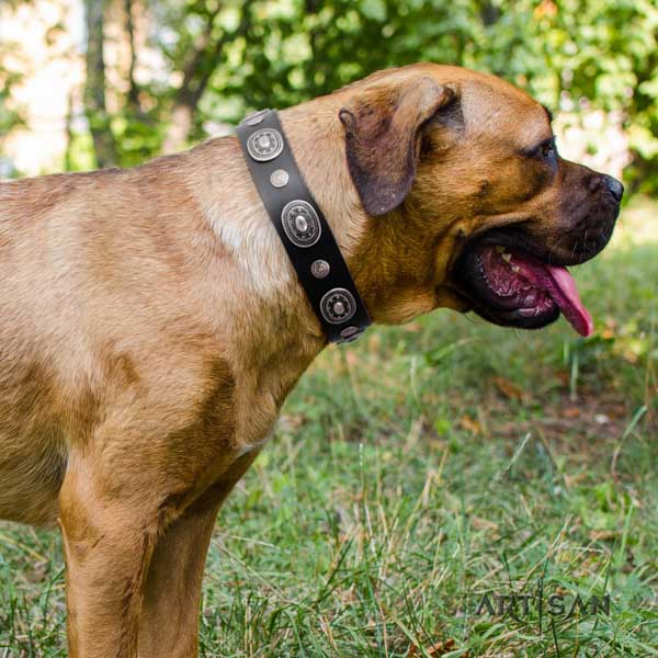 Cane Corso top rate adorned leather collar