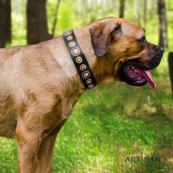 Cane Corso top rate studded natural genuine leather collar