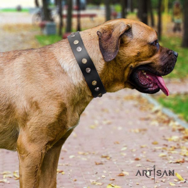 Cane Corso gentle to touch adorned genuine leather collar