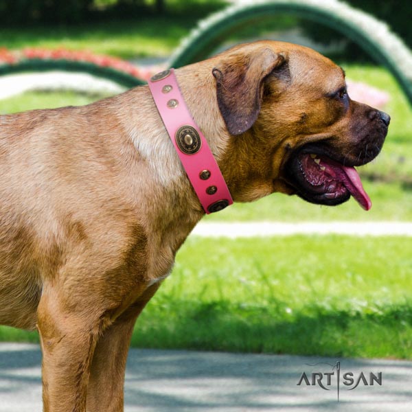Cane Corso embellished collar made of durable full grain leather