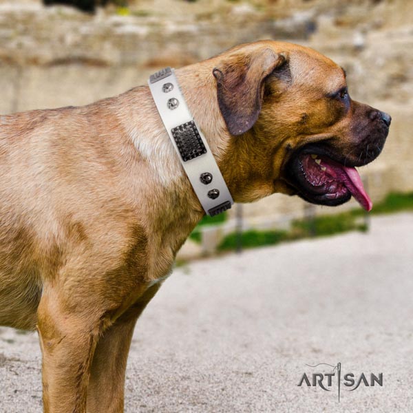 Cane Corso studded collar made of top rate natural genuine leather
