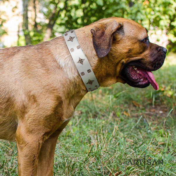 Cane Corso perfect fit full grain natural leather dog collar for daily walking