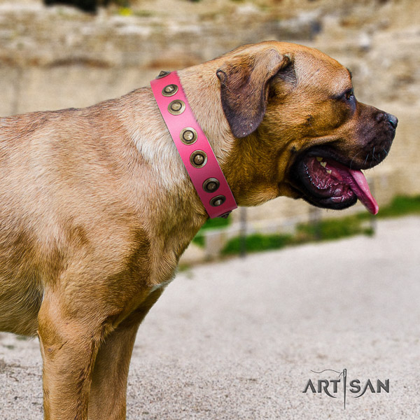 Cane Corso unusual leather dog collar for basic training
