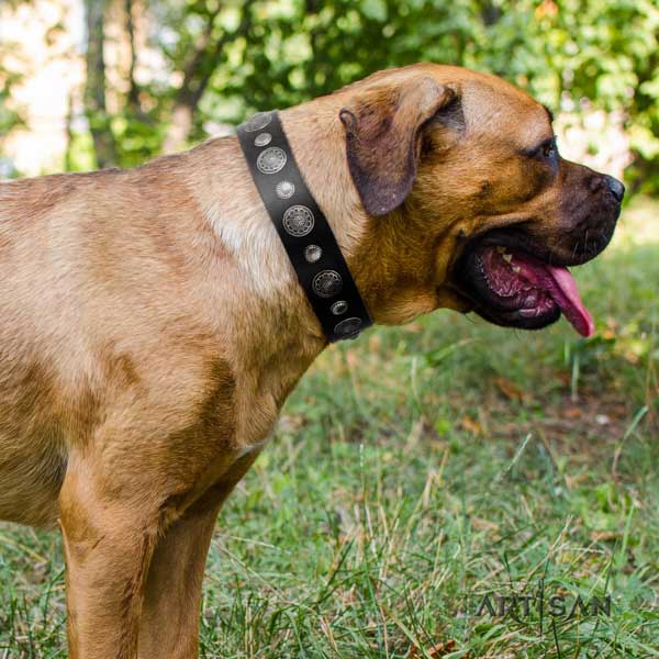 Cane Corso adorned collar made of high quality natural genuine leather