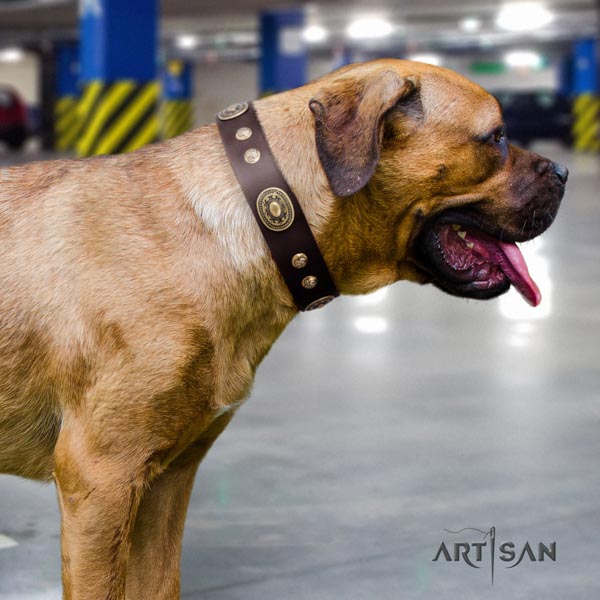 Cane Corso studded collar made of top notch genuine leather