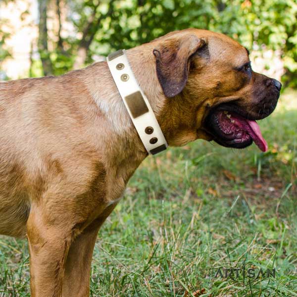 Cane Corso studded collar made of best quality genuine leather