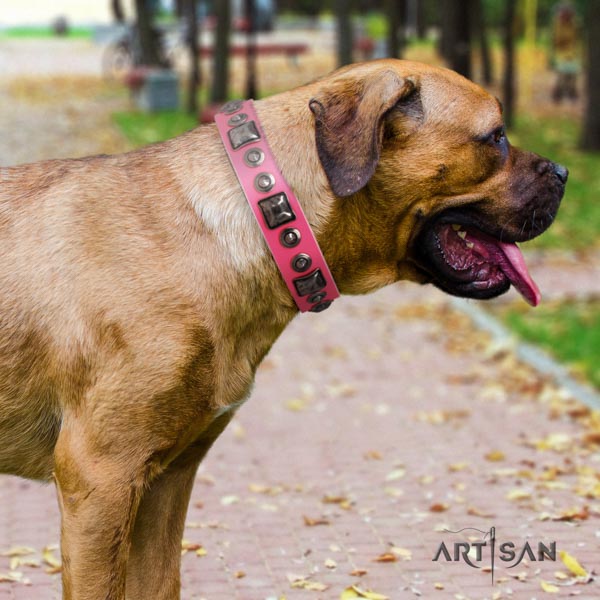 Cane Corso top rate adorned genuine leather collar