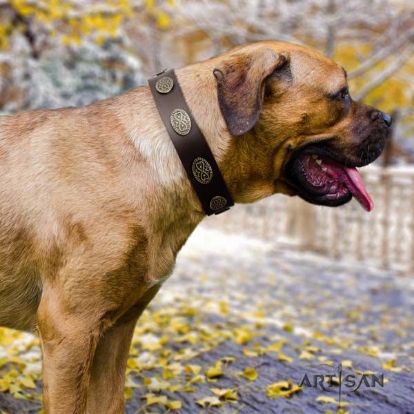 Cane Corso decorated collar made of durable full grain natural leather