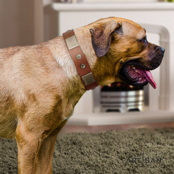 Cane Corso amazing full grain genuine leather dog collar for everyday walking