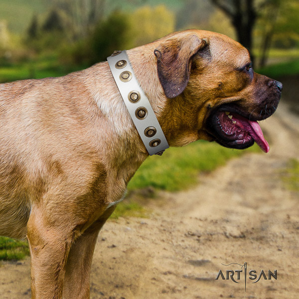 Cane Corso fashionable full grain natural leather dog collar for everyday use