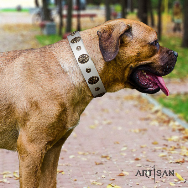 Cane Corso embellished genuine leather dog collar for comfy wearing
