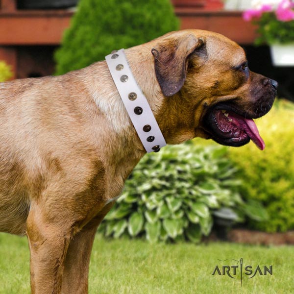 Cane Corso best quality studded full grain leather collar