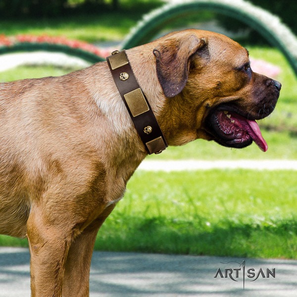 Cane Corso fine quality genuine leather dog collar for everyday use
