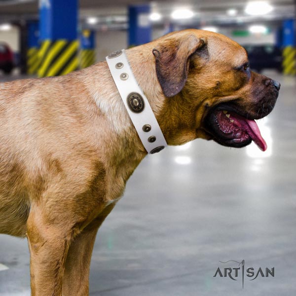 Cane Corso strong embellished full grain natural leather collar