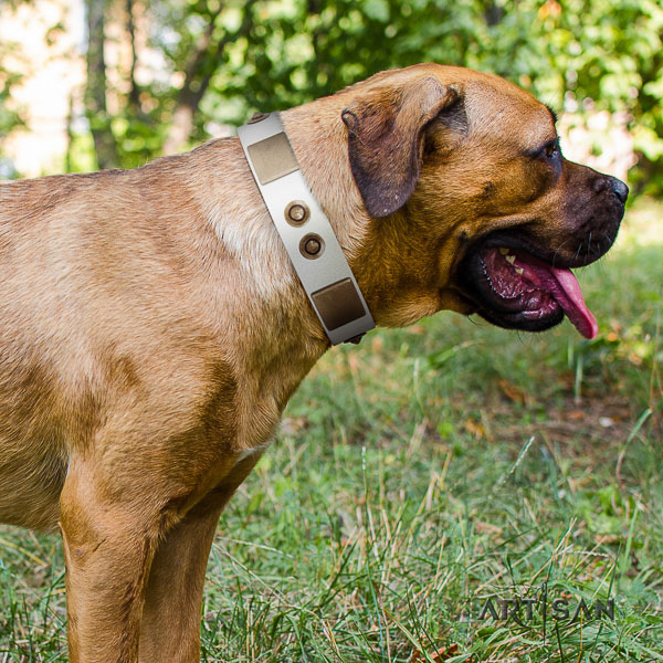 Cane Corso amazing full grain leather dog collar for fancy walking