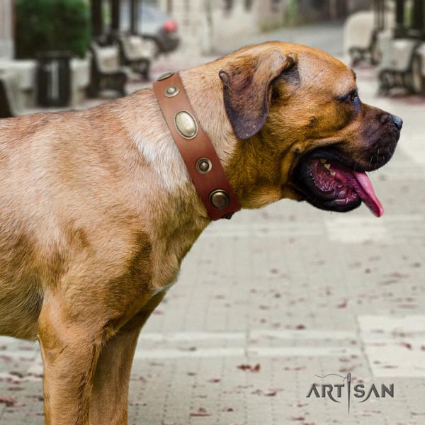 Cane Corso embellished collar made of top rate full grain leather