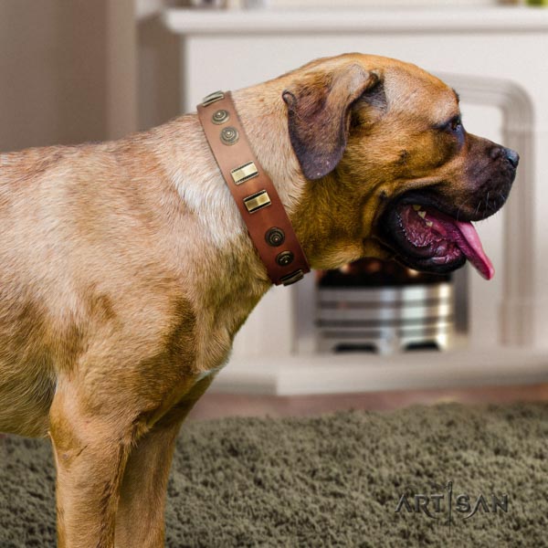 Cane Corso decorated collar made of high quality genuine leather