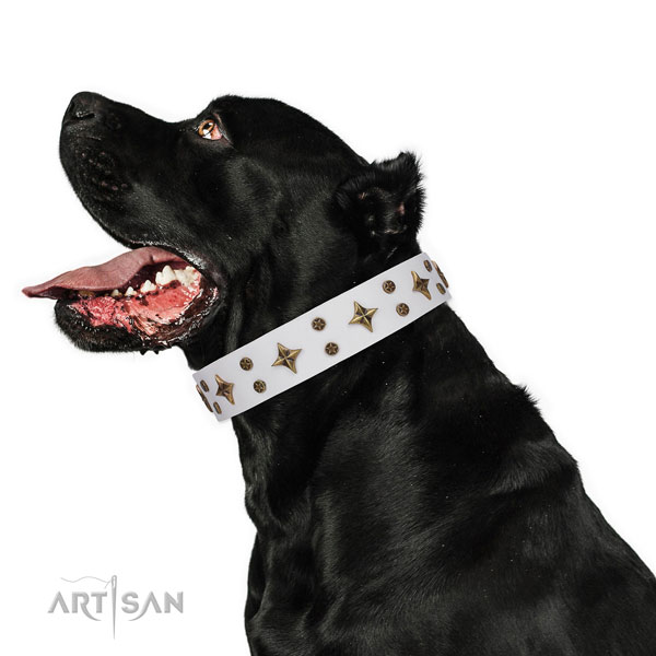 Cane Corso designer full grain genuine leather dog collar for fancy walking
