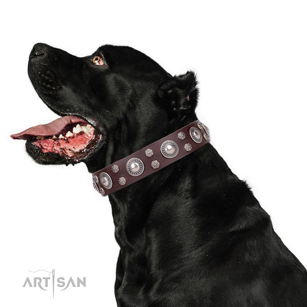 Cane Corso convenient full grain leather dog collar for comfy wearing